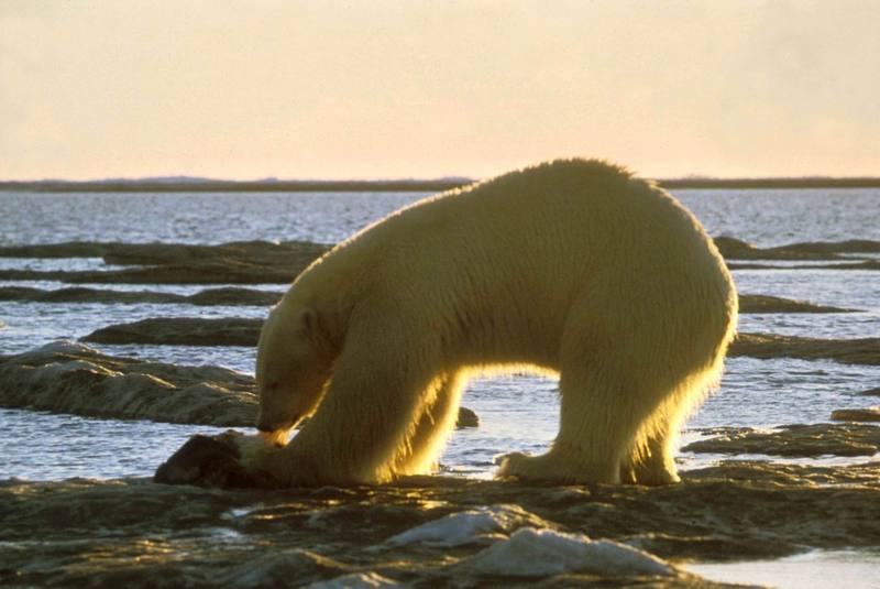 Polar Bear (Ursus maritimus) {!--북극곰-->; DISPLAY FULL IMAGE.