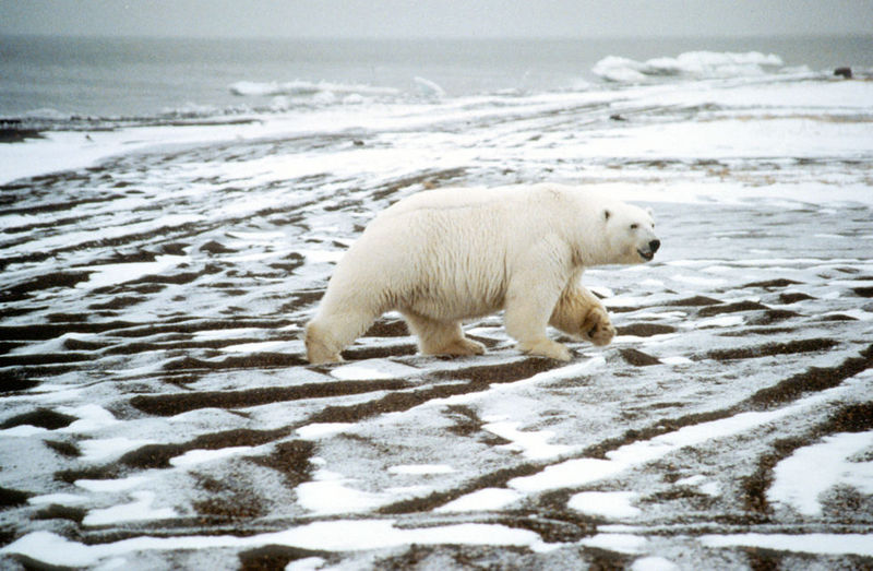 Polar Bear (Ursus maritimus) {!--북극곰-->; DISPLAY FULL IMAGE.