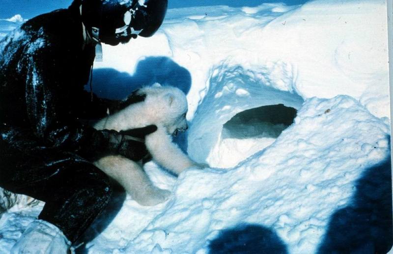 Polar Bear cub (Ursus maritimus) {!--북극곰-->; DISPLAY FULL IMAGE.