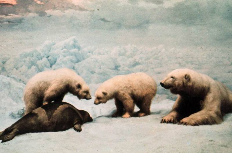Polar Bears (Ursus maritimus) {!--북극곰-->; DISPLAY FULL IMAGE.