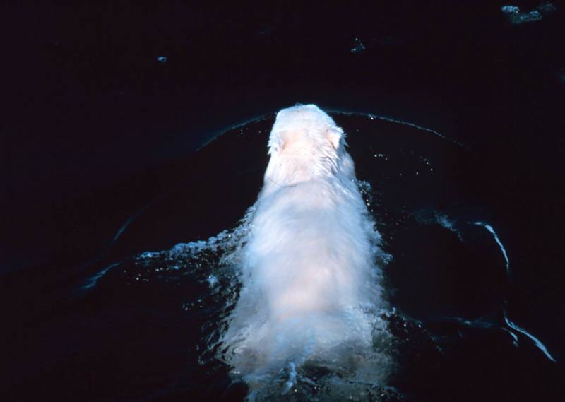 Polar Bear (Ursus maritimus) {!--북극곰-->; DISPLAY FULL IMAGE.