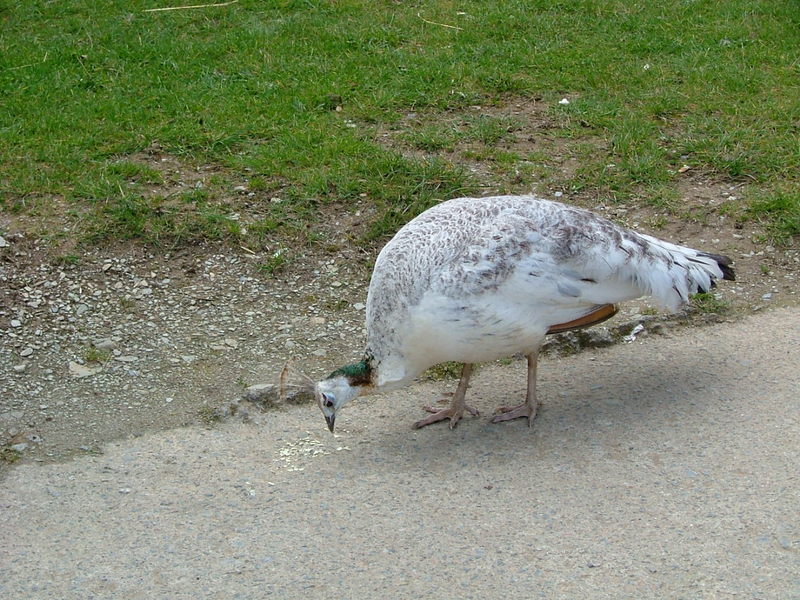 White peacock - Indian peafowl (Pavo cristatus); DISPLAY FULL IMAGE.