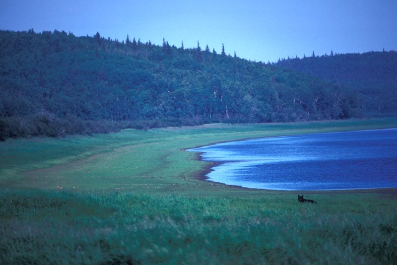 American Black Bear (Ursus americanus) {!--아메리카흑곰-->; DISPLAY FULL IMAGE.