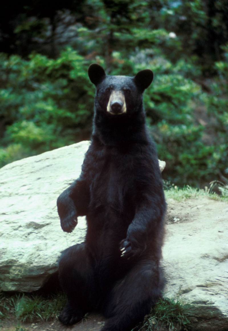 American Black Bear (Ursus americanus) {!--아메리카흑곰-->; DISPLAY FULL IMAGE.