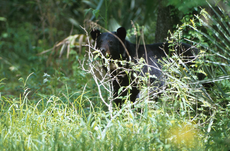 American Black Bear (Ursus americanus) {!--아메리카흑곰-->; DISPLAY FULL IMAGE.