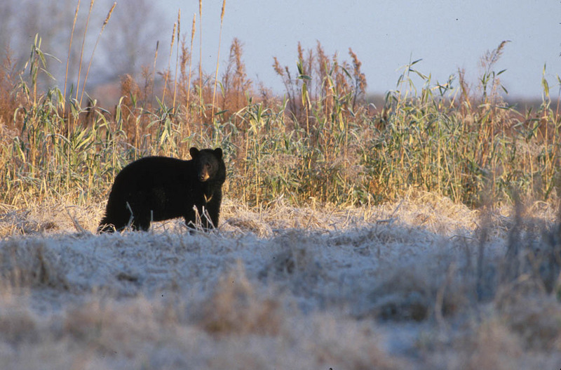 American Black Bear (Ursus americanus) {!--아메리카흑곰-->; DISPLAY FULL IMAGE.