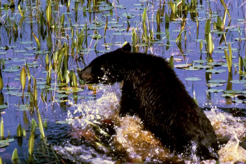 American Black Bear cub (Ursus americanus) {!--아메리카흑곰-->; DISPLAY FULL IMAGE.