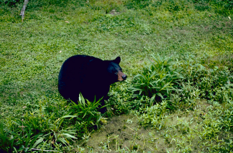 American Black Bear (Ursus americanus) {!--아메리카흑곰-->; DISPLAY FULL IMAGE.