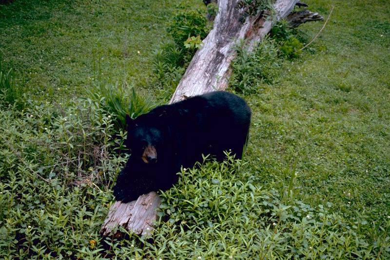 American Black Bear (Ursus americanus) {!--아메리카흑곰-->; DISPLAY FULL IMAGE.
