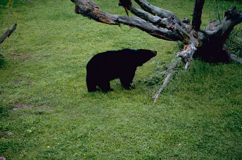 American Black Bear (Ursus americanus) {!--아메리카흑곰-->; DISPLAY FULL IMAGE.