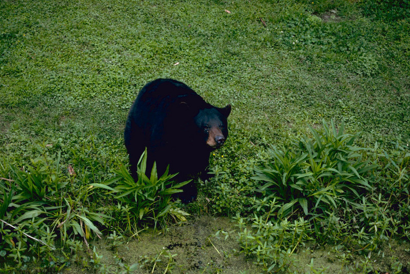 American Black Bear (Ursus americanus) {!--아메리카흑곰-->; DISPLAY FULL IMAGE.