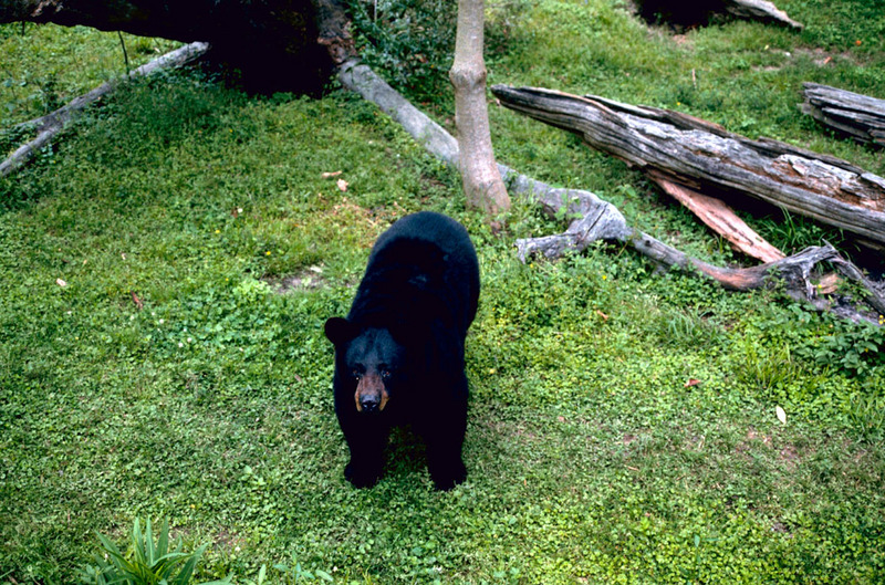 American Black Bear (Ursus americanus) {!--아메리카흑곰-->; DISPLAY FULL IMAGE.