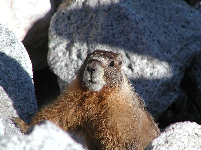 Yellow-Bellied Marmot; DISPLAY FULL IMAGE.