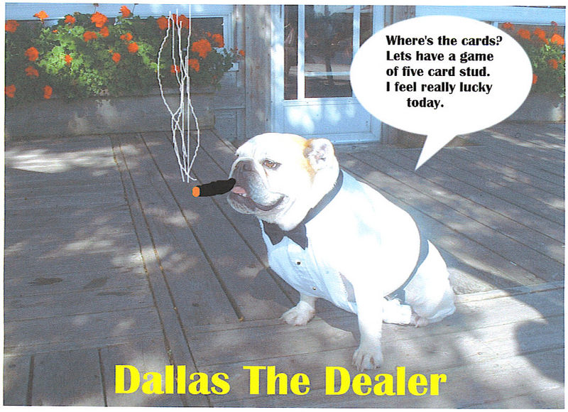 DALLAS THE BULLDOG; DISPLAY FULL IMAGE.