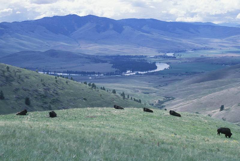 American Bison herd (Bison bison) {!--아메리카들소-->; DISPLAY FULL IMAGE.