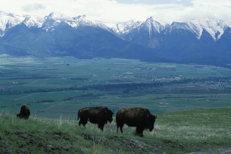 American Bison herd (Bison bison) {!--아메리카들소-->; DISPLAY FULL IMAGE.