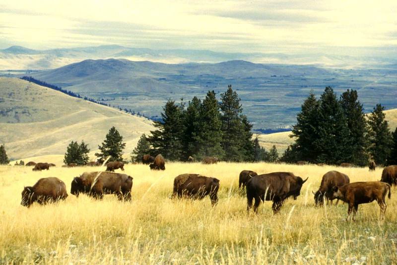 American Bison herd (Bison bison) {!--아메리카들소-->; DISPLAY FULL IMAGE.