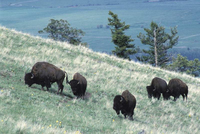 American Bison herd (Bison bison) {!--아메리카들소-->; DISPLAY FULL IMAGE.