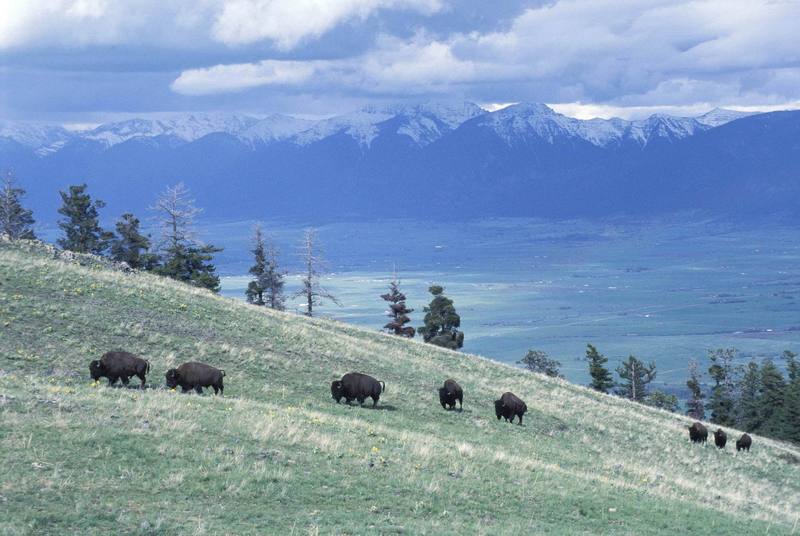 American Bison herd (Bison bison) {!--아메리카들소-->; DISPLAY FULL IMAGE.