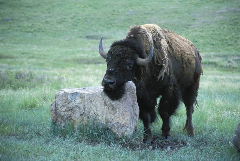 American Bison (Bison bison) {!--아메리카들소-->; DISPLAY FULL IMAGE.