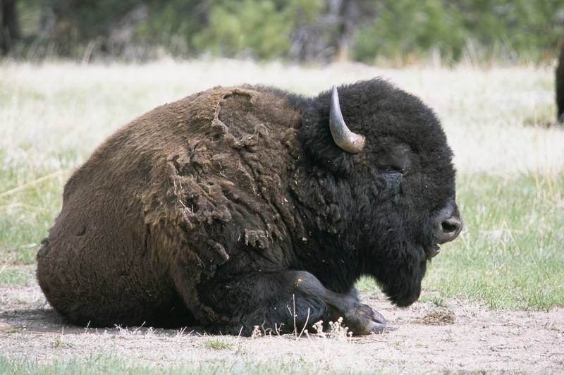 American Bison (Bison bison) {!--아메리카들소-->; DISPLAY FULL IMAGE.