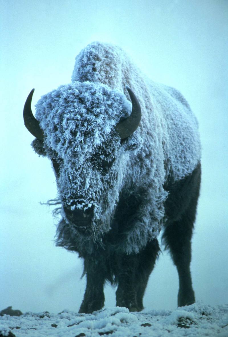American Bison (Bison bison) {!--아메리카들소-->; DISPLAY FULL IMAGE.