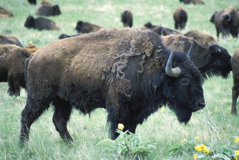 American Bison bull (Bison bison) {!--아메리카들소-->; DISPLAY FULL IMAGE.