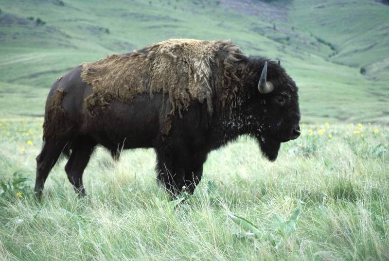 American Bison bull (Bison bison) {!--아메리카들소-->; DISPLAY FULL IMAGE.