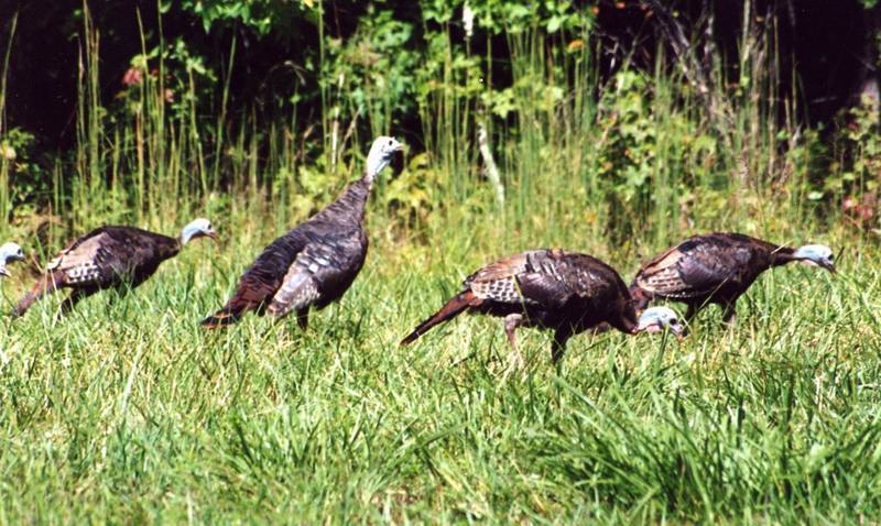 Wild Turkey flock (Meleagris gallopavo) {!--야생 칠면조-->; DISPLAY FULL IMAGE.