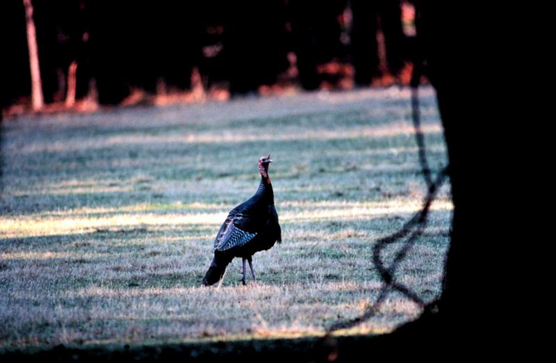 Wild Turkey (Meleagris gallopavo) {!--야생 칠면조-->; DISPLAY FULL IMAGE.