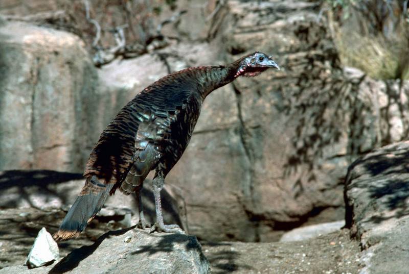 Ocellated Turkey (Meleagris ocellata) {!--구슬칠면조-->; DISPLAY FULL IMAGE.