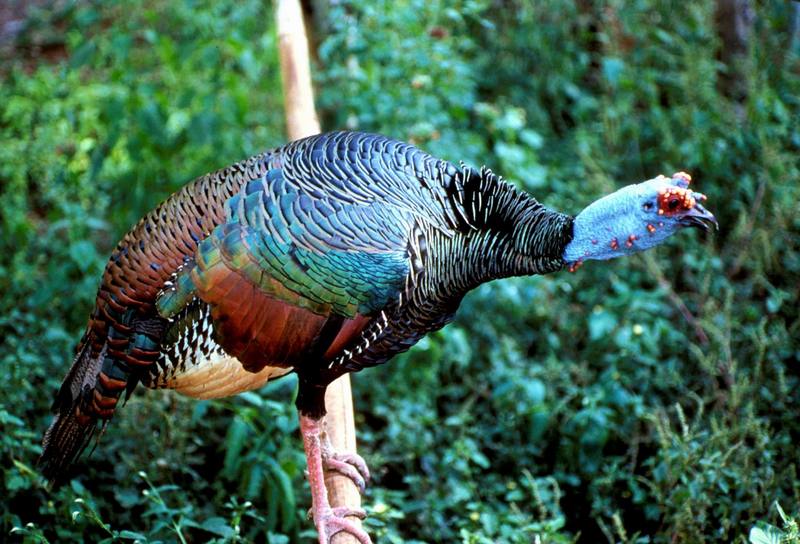 Ocellated Turkey (Meleagris ocellata) {!--구슬칠면조-->; DISPLAY FULL IMAGE.