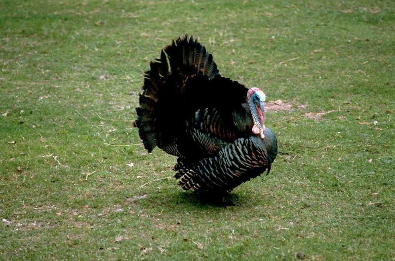 Eastern Wild Turkey (Meleagris gallopavo silvestris) {!--야생 칠면조 동부 아종-->; DISPLAY FULL IMAGE.