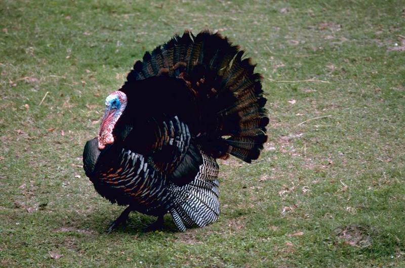 Eastern Wild Turkey (Meleagris gallopavo silvestris) {!--야생 칠면조 동부 아종-->; DISPLAY FULL IMAGE.