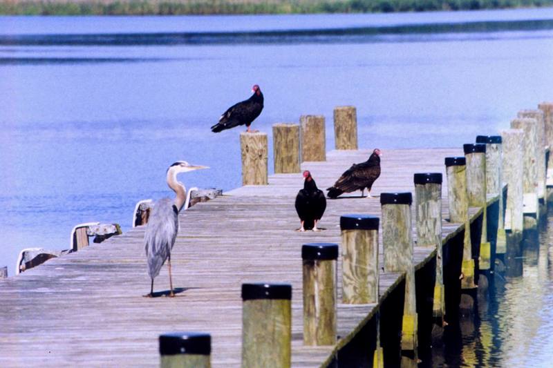 Turkey Vulture flock (Cathartes aura) {!--칠면조수리--> with great blue heron (Ardea herodias); DISPLAY FULL IMAGE.