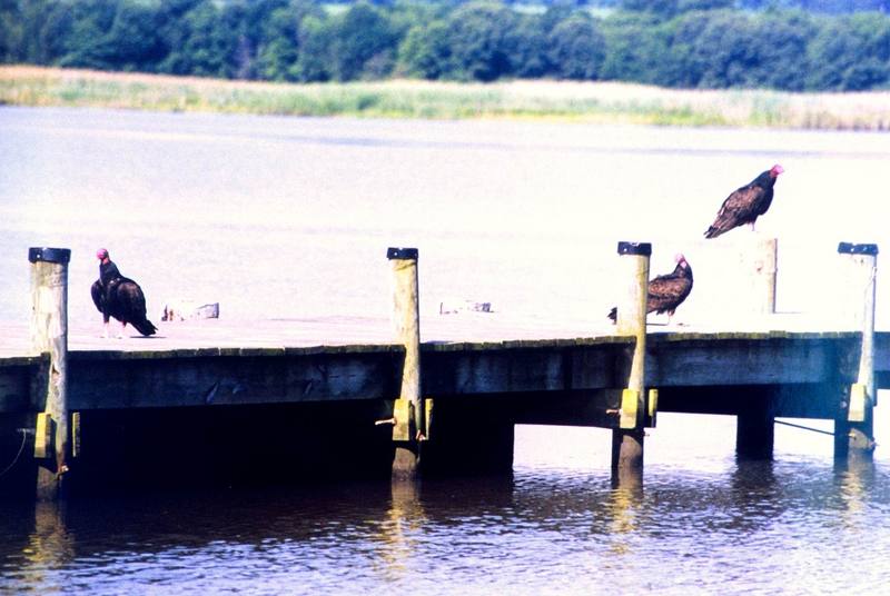 Turkey Vulture flock (Cathartes aura) {!--칠면조수리-->; DISPLAY FULL IMAGE.