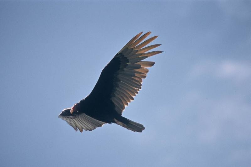 Turkey Vulture (Cathartes aura) {!--칠면조수리--> in soaring; DISPLAY FULL IMAGE.