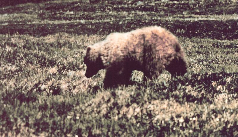 Grizzly Bear (Ursus arctos horribilis) {!--회색곰(불곰 아종)-->; DISPLAY FULL IMAGE.