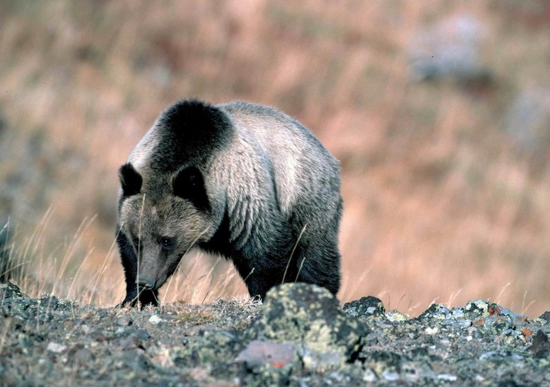 Grizzly Bear (Ursus arctos horribilis) {!--회색곰(불곰 아종)-->; DISPLAY FULL IMAGE.