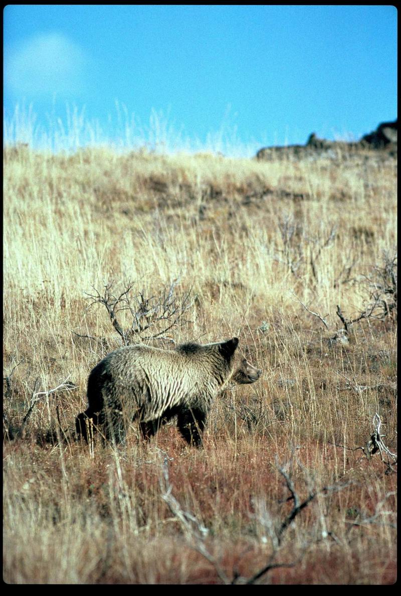 Grizzly Bear (Ursus arctos horribilis) {!--회색곰(불곰 아종)-->; DISPLAY FULL IMAGE.