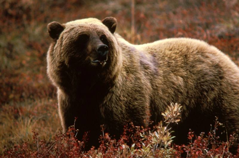 Brown Bear (Ursus arctos) {!--알래스카 불곰-->; DISPLAY FULL IMAGE.