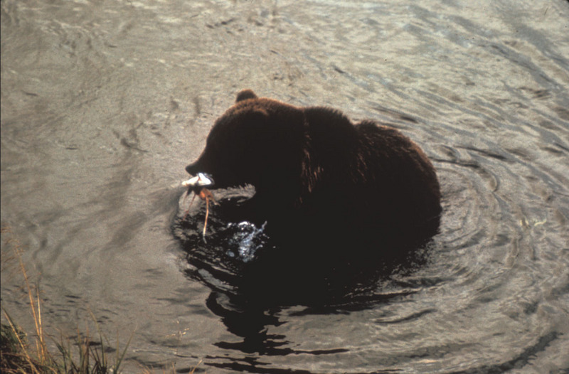 Brown Bear with fish (Ursus arctos) {!--불곰-->; DISPLAY FULL IMAGE.