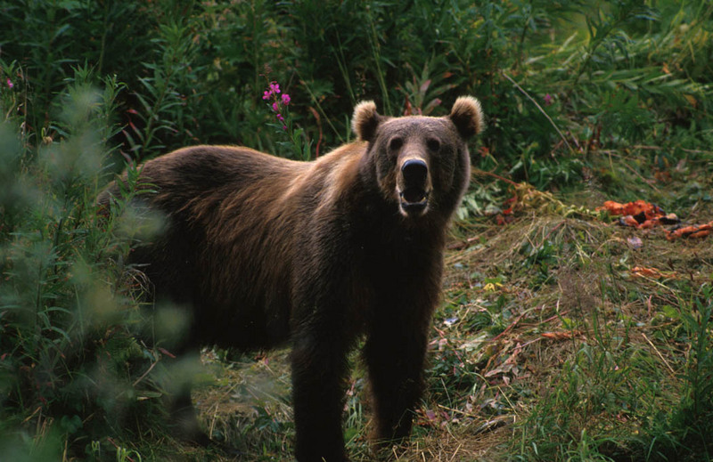 Kodiak Brown Bear (Ursus arctos middendorffi) {!--불곰-->; DISPLAY FULL IMAGE.