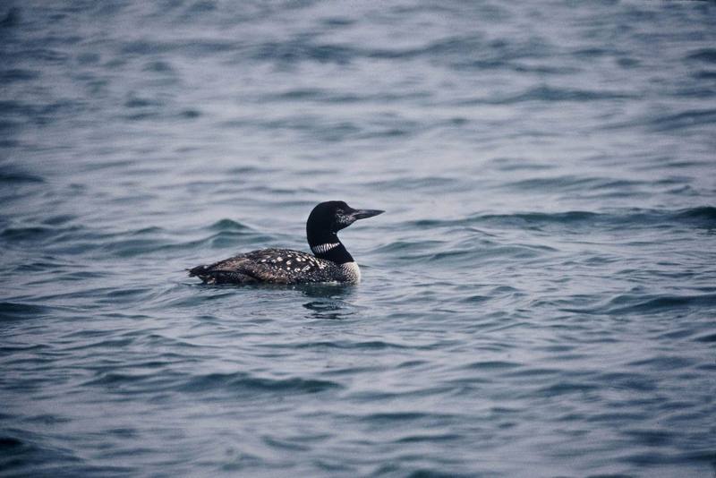 Common Loon (Gavia immer) {!--큰아비-->; DISPLAY FULL IMAGE.