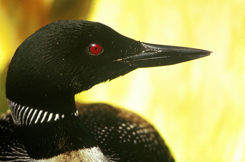 Common Loon (Gavia immer) {!--큰아비-->; DISPLAY FULL IMAGE.