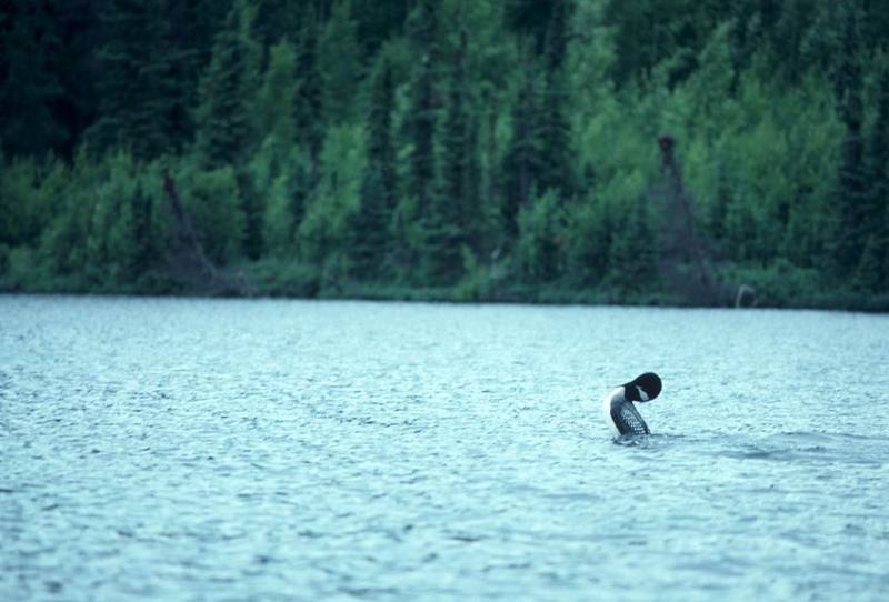 Common Loon (Gavia immer) {!--큰아비-->; DISPLAY FULL IMAGE.