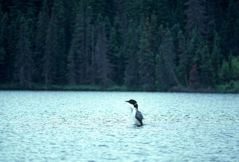 Common Loon (Gavia immer) {!--큰아비-->; DISPLAY FULL IMAGE.