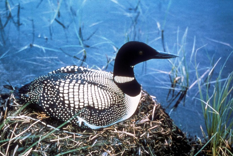 Common Loon (Gavia immer) {!--큰아비-->; DISPLAY FULL IMAGE.