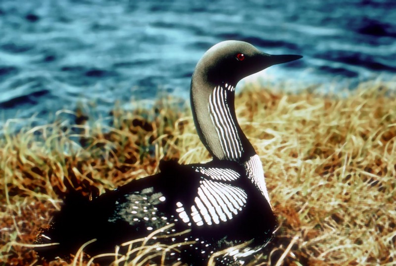 Common Loon (Gavia immer) {!--큰아비-->; DISPLAY FULL IMAGE.