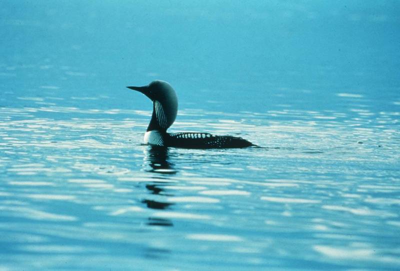 Common Loon (Gavia immer) {!--큰아비-->; DISPLAY FULL IMAGE.